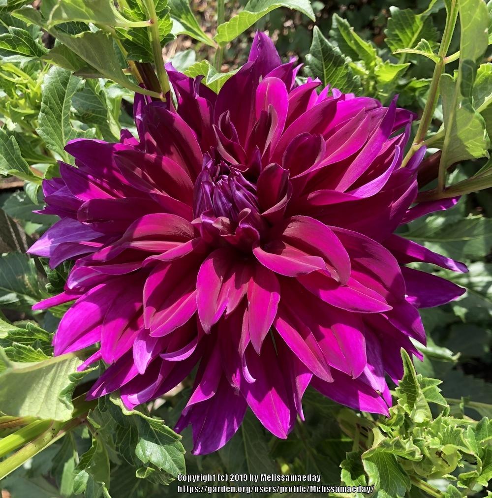 Einstein Dahlia Plants online shopping