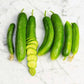 Lebanese Beit Alpha Cucumber