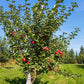Honeycrisp Apple