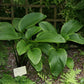 Old Faithful Hosta Plants online shopping