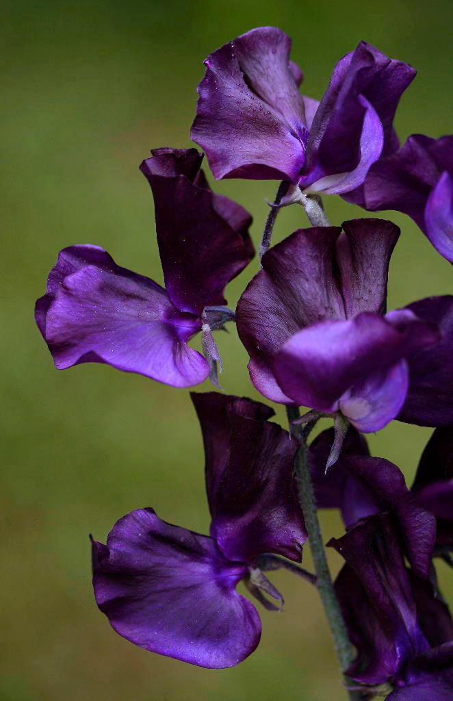 Triple G Sweet Pea seeds online shopping