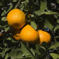 Iyo Mikan Tangor Mandarin Budwood citrus plant material online shopping