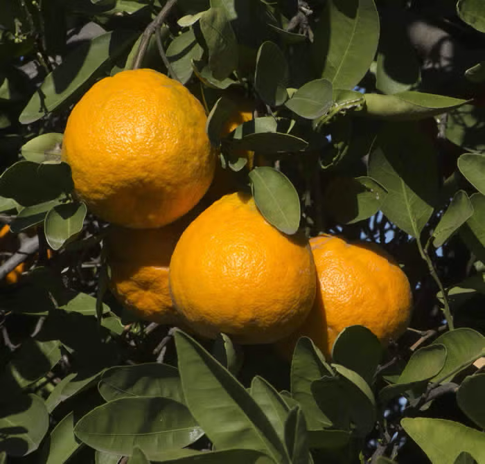 Iyo Mikan Tangor Mandarin Budwood citrus plant material online shopping