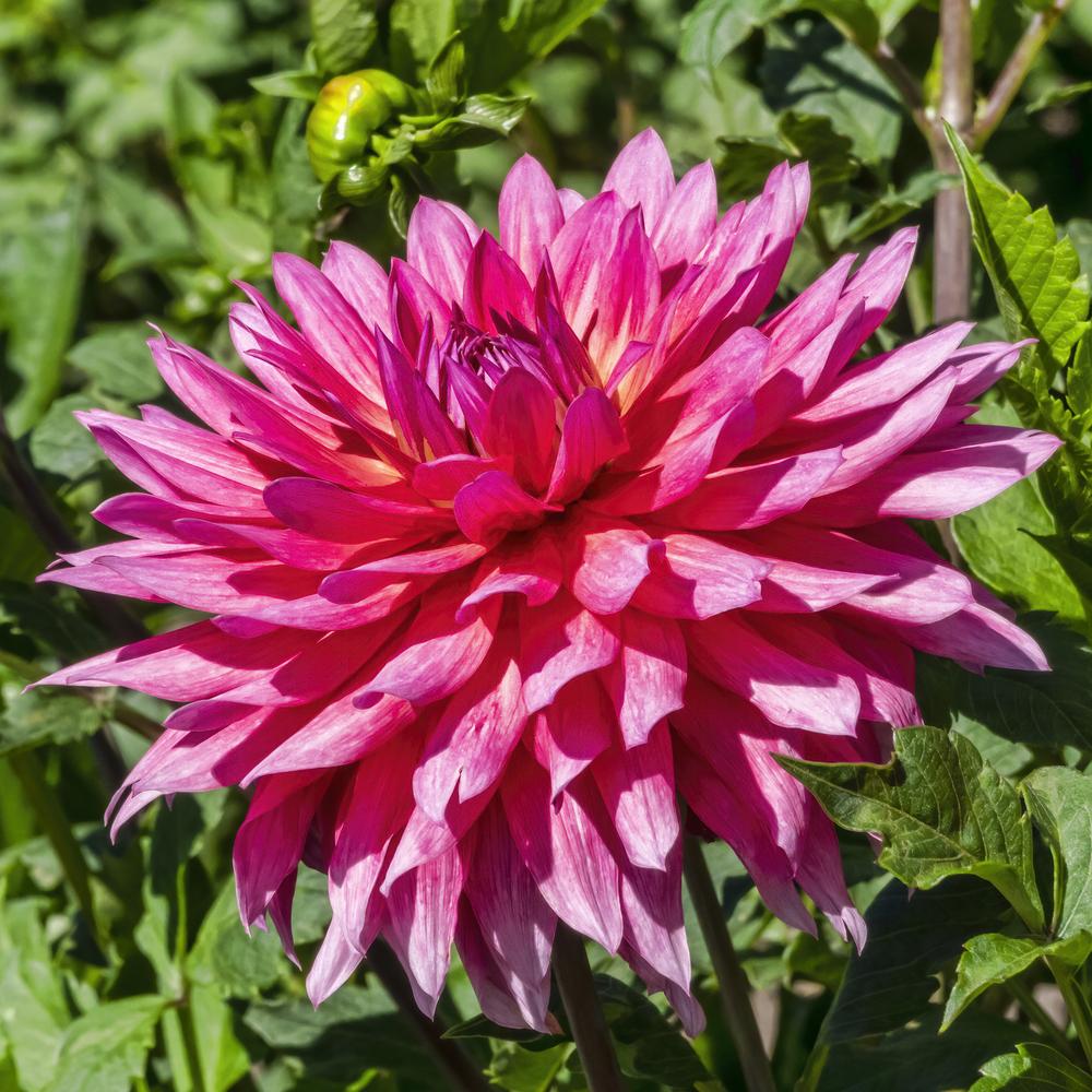 Lindy Dahlia