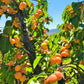 Manchurian Apricot
