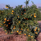 Aoshima Satsuma Mandarin Budwood citrus plant material online shopping