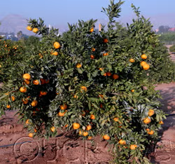 Aoshima Satsuma Mandarin Budwood citrus plant material online shopping