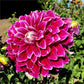 Uncle B Dahlia Plants online shopping
