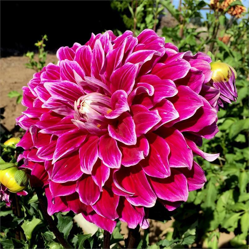Uncle B Dahlia Plants online shopping