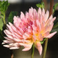 Touche’ Dahlia Plants online shopping