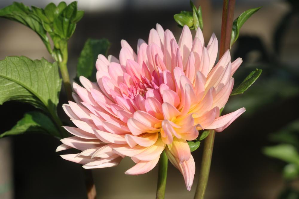 Touche’ Dahlia Plants online shopping
