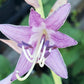 Holar Wild Side Hosta Plants online shopping