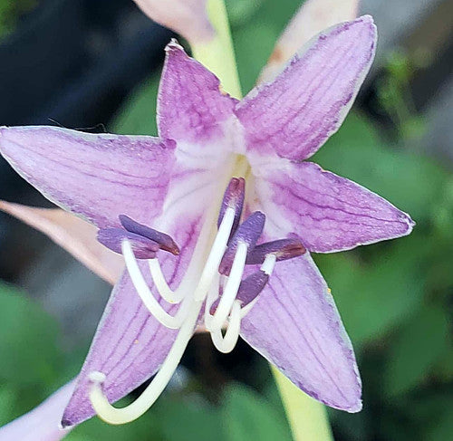 Holar Wild Side Hosta Plants online shopping