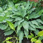 Silver Wedding Hosta Plants online shopping