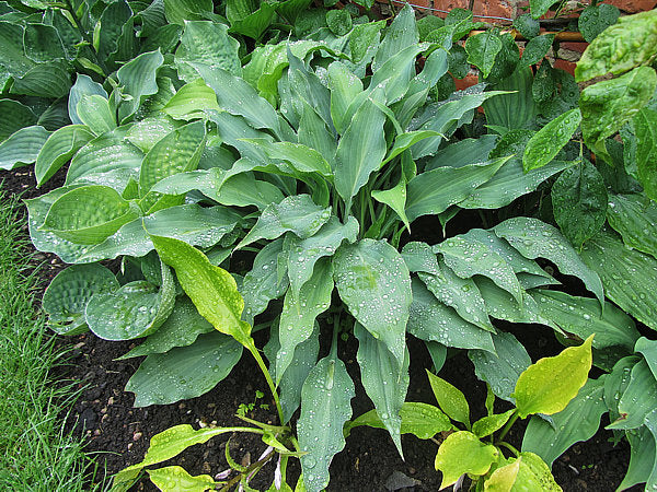 Silver Wedding Hosta Plants online shopping