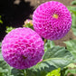 Frank Holmes Dahlia