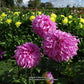 Vassio Meggos Dahlia Plants online shopping