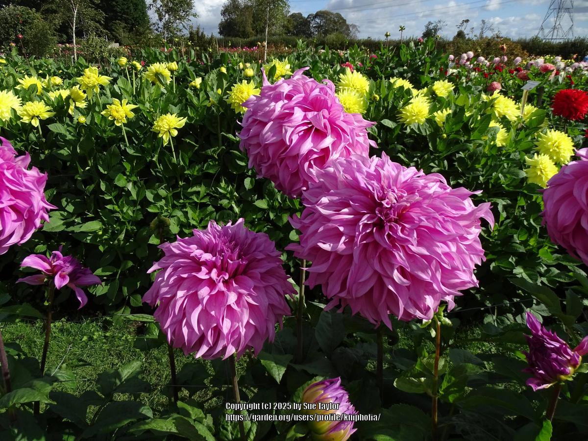 Vassio Meggos Dahlia Plants online shopping