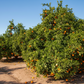 Lane Late Navel Orange Budwood citrus plant material online shopping