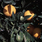 Vaniglia Sanguigno Acidless Pigmented Sweet Orange Budwood citrus plant material online shopping