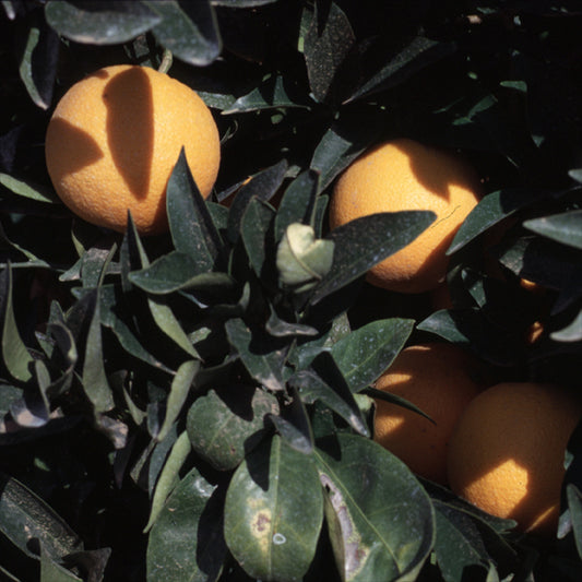Vaniglia Sanguigno Acidless Pigmented Sweet Orange Budwood citrus plant material online shopping