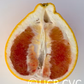 Valentine Pummelo Hybrid Budwood citrus plant material online shopping