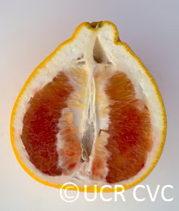 Valentine Pummelo Hybrid Budwood citrus plant material online shopping