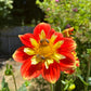 Pooh Dahlia