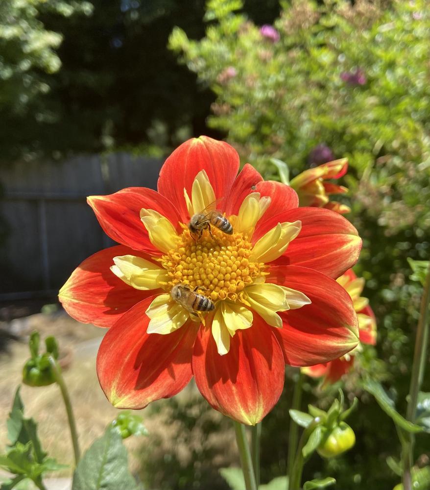 Pooh Dahlia