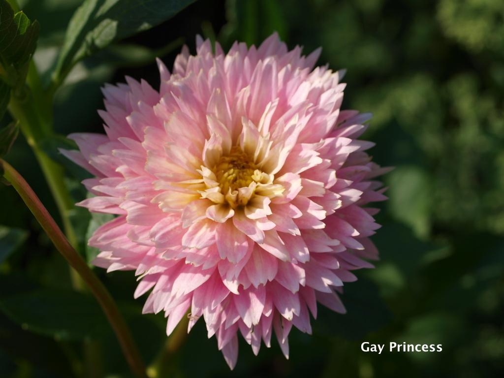 Gay Princess Dahlia