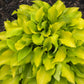 Jiminy Cricket Hosta Plants online shopping