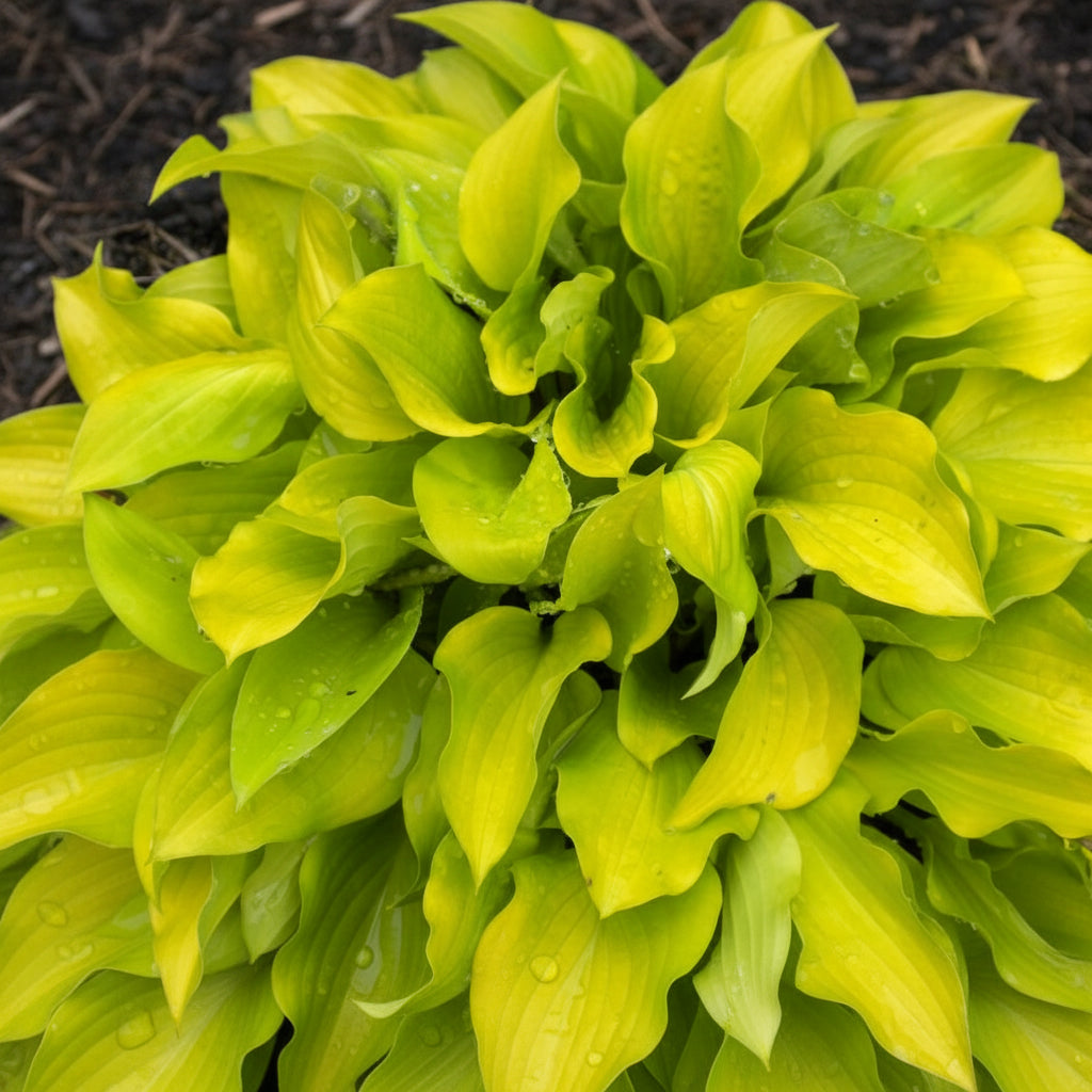 Jiminy Cricket Hosta Plants online shopping