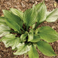 Zebra Stripes Hosta Plants online shopping
