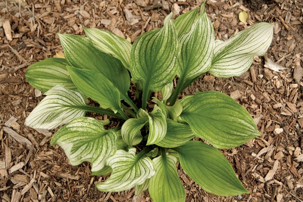 Zebra Stripes Hosta Plants online shopping