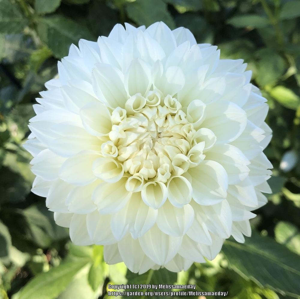 Gitts Attention Dahlia