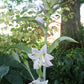 Tidewater Hosta Plants online shopping