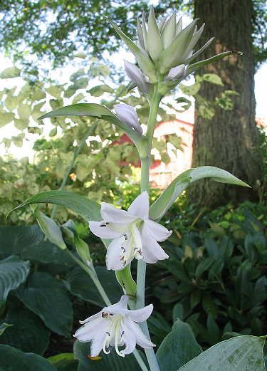 Tidewater Hosta Plants online shopping