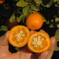 Changshou Kumquat Budwood citrus plant material online shopping