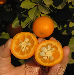 Changshou Kumquat Budwood citrus plant material online shopping