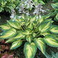 My Fair Lady Hosta Plants online shopping