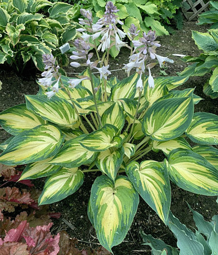 My Fair Lady Hosta Plants online shopping