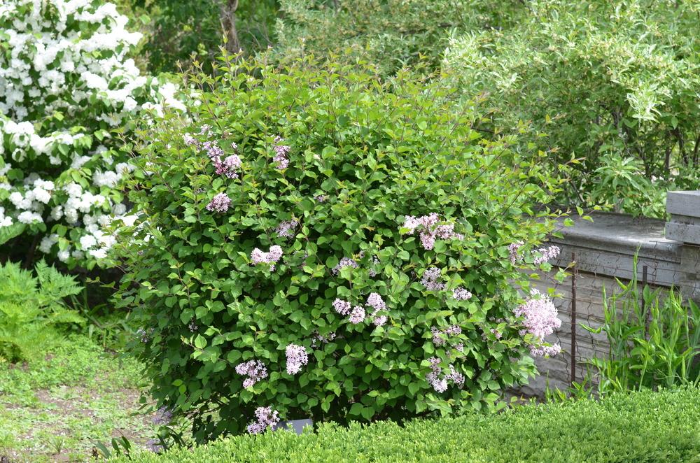 Josee Reblooming Lilac lilac plant online shopping