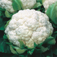 Walcheren Winter Cauliflower
