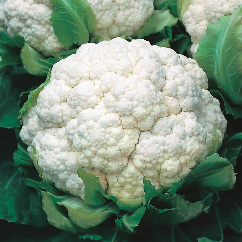 Walcheren Winter Cauliflower