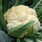 Walcheren Winter Cauliflower