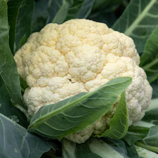 Walcheren Winter Cauliflower