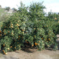 Kinkoji Unshiu Mandarin Hybrid Budwood citrus plant material online shopping