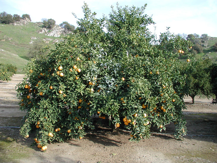 Kinkoji Unshiu Mandarin Hybrid Budwood citrus plant material online shopping