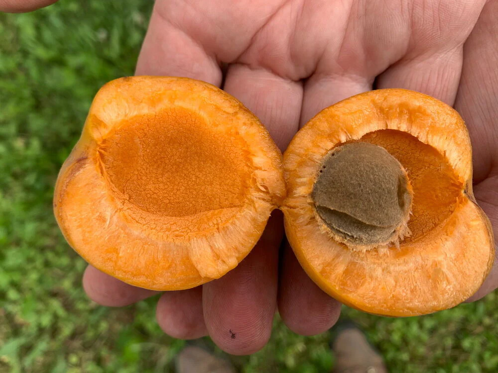 AC™ Haroblush Apricot Hardy Disease Resistant Self Fertile Fruit Tree