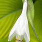 Humongosaurus Hosta Plants online shopping